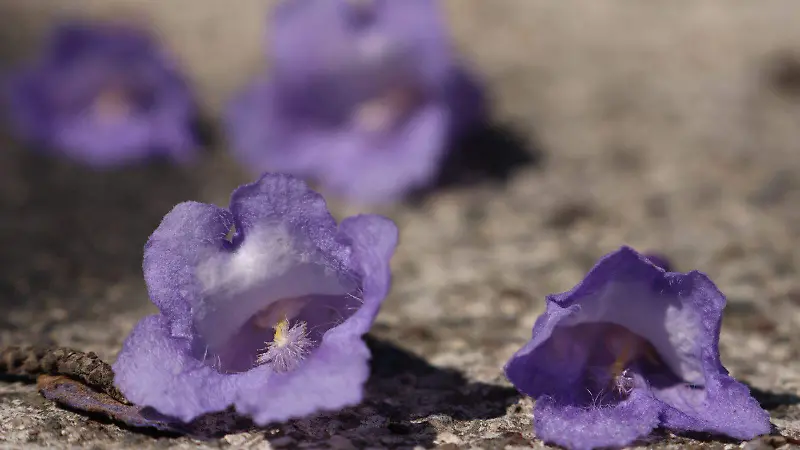 Jacarandas iluminan las calles de Puebla | Fotorreportaje